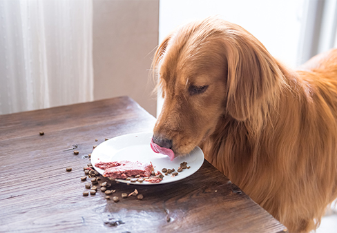 With Meticulous Care and Sustained Nutrition, We Nourish Every Pet